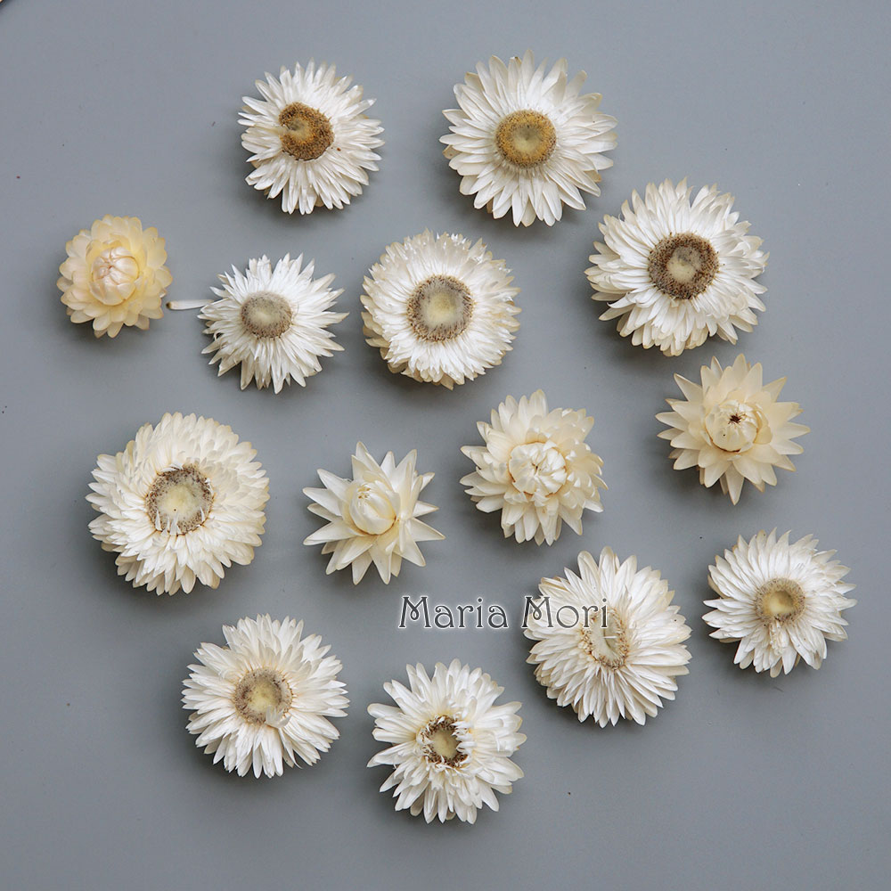 Natural Dried Colorful Chrysan - đánh giá và giá Candle Making Activity