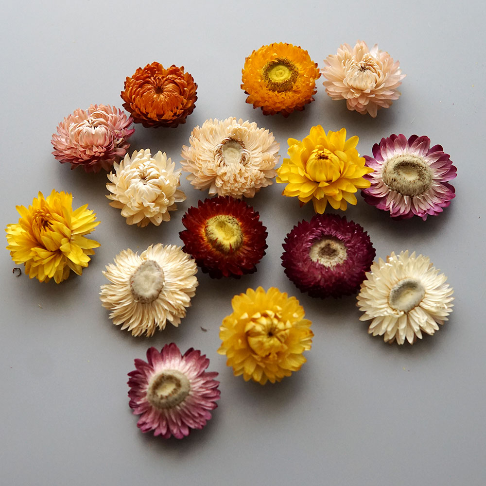 Natural Dried Colorful Chrysan - đánh giá và giá Candle Making Activity
