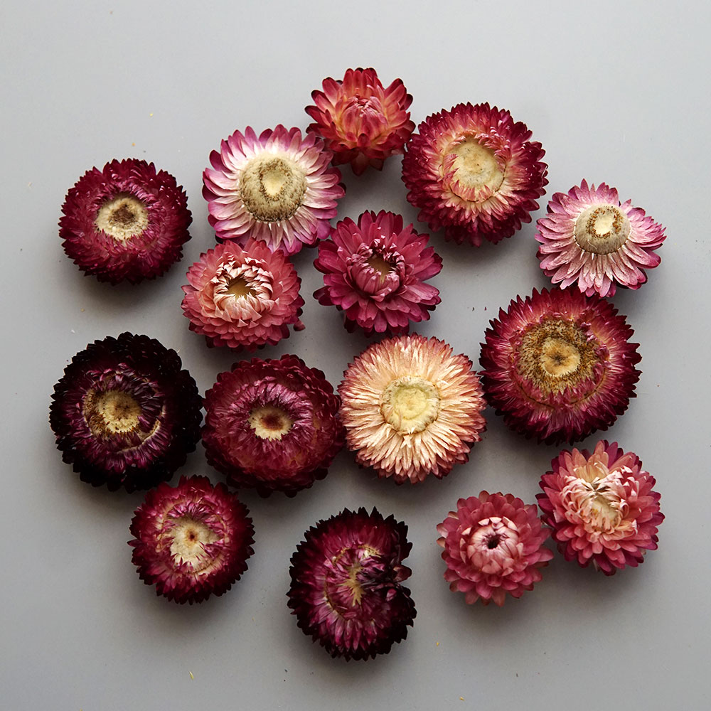 Natural Dried Colorful Chrysan - đánh giá và giá Candle Making Activity