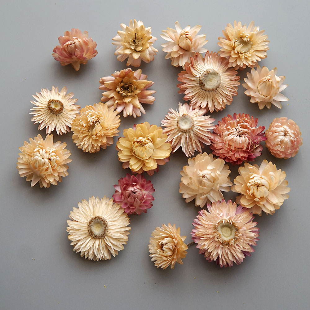 Natural Dried Colorful Chrysan - đánh giá và giá Candle Making Activity